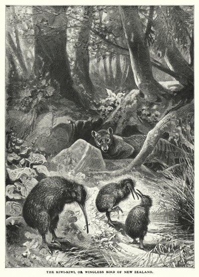 Il Kiwi-Kiwi, o uccello senza ali della Nuova Zelanda (incisione) da English School