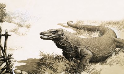 Il drago di Komodo da English School