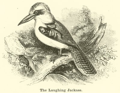 Il kookaburra da English School