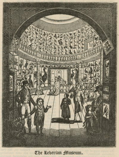 Il Museo Leverian da English School