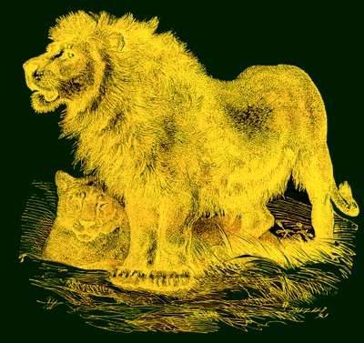 Il Leone, illustrazione da La Storia Naturale Illustrata di J. G. Wood, pubblicata c.1850 da English School
