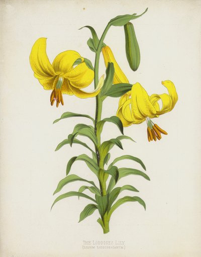Lilium Loddigesianum da English School
