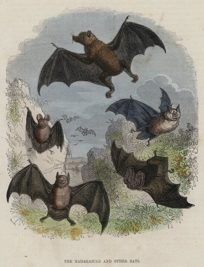 Il Madagascar e altri pipistrelli (incisione colorata) da English School