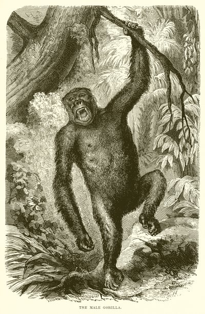 Il gorilla maschio da English School