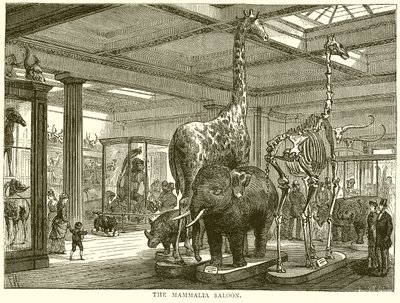 Salone dei Mammiferi da English School