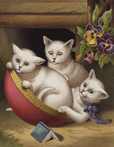 Il gattino allegro da English School