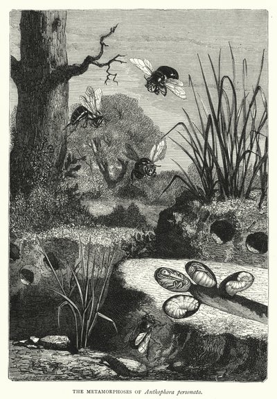 Le metamorfosi di Anthophora personata (incisione) da English School