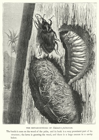 Le metamorfosi di Calandra palmarum da English School