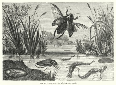 Le metamorfosi di Dytiscus marginalis (incisione) da English School