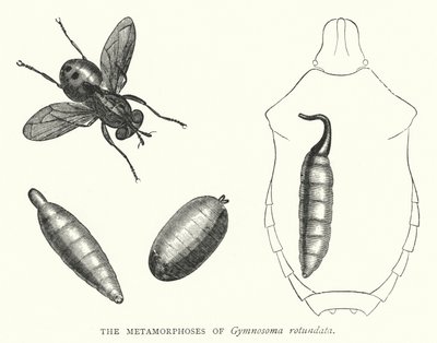 Le metamorfosi di Gymnosoma rotundata (incisione) da English School