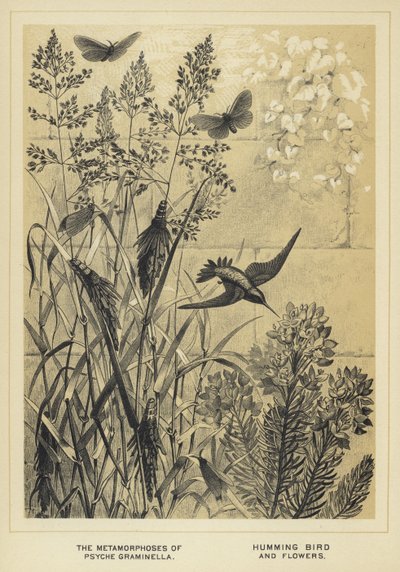 Le metamorfosi di Psyche graminella, colibrì e fiori da English School