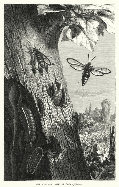 Le metamorfosi di Sesia apiformis (incisione) da English School