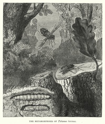 Le metamorfosi di Tabanus bovinus (incisione) da English School