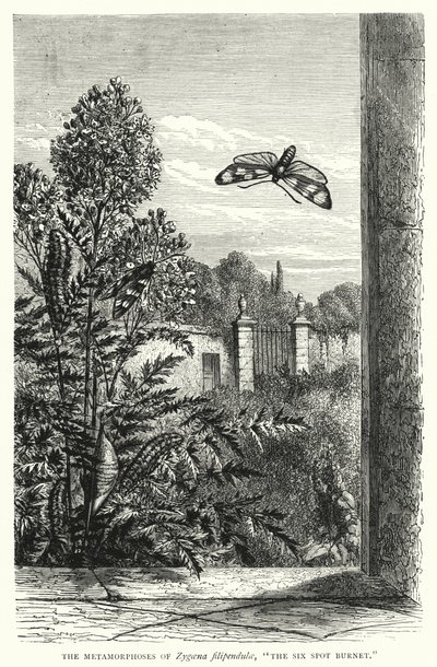Le metamorfosi di Zygaena filipendulae, "La Burnet a sei macchie" (incisione) da English School