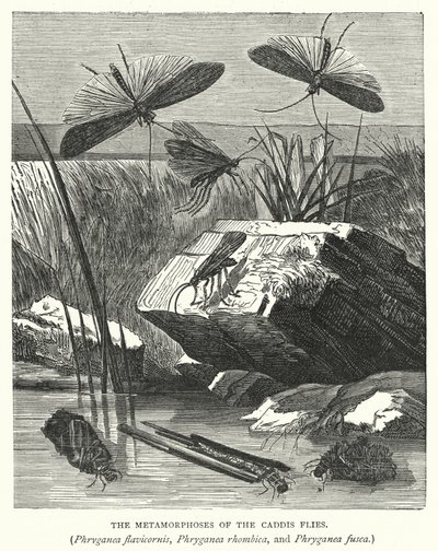 Le metamorfosi delle mosche caddis, Phryganea flavicornis, Phryganea rhombica e Phryganea fusca da English School