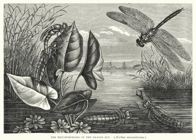 Le metamorfosi della libellula, Aeschna maculatissima (incisione) da English School