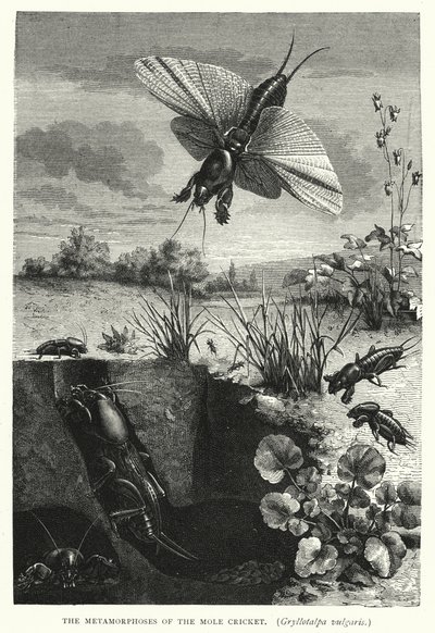 Le metamorfosi del grillo talpa, Gryllotalpa vulgaris (incisione) da English School