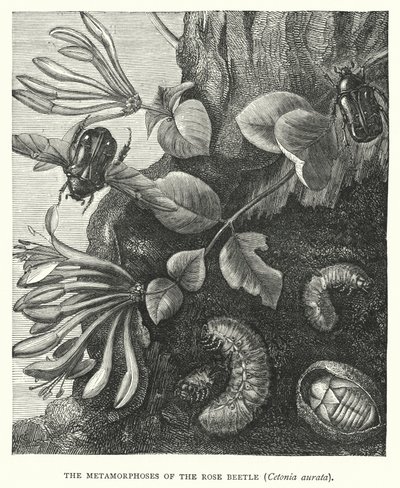 Le metamorfosi del coleottero rosa, Cetonia aurata (incisione) da English School