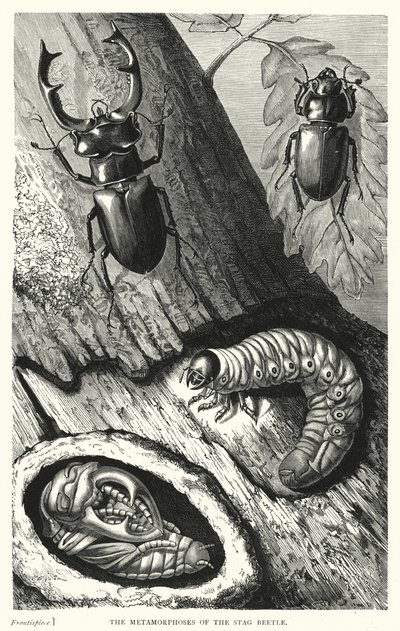 Le metamorfosi dello scarabeo cervo (incisione) da English School