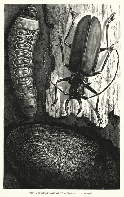 La metamorfosi di Acanthophorus serraticornis da English School