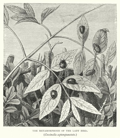 La metamorfosi della coccinella, Coccinella septempunctata (incisione) da English School