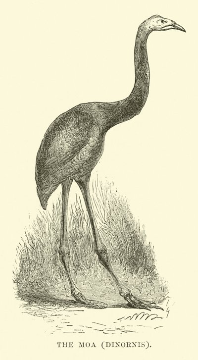 Il Moa, Dinornis da English School