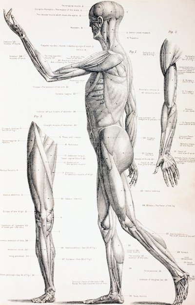 I muscoli del corpo umano, c.1890 da English School