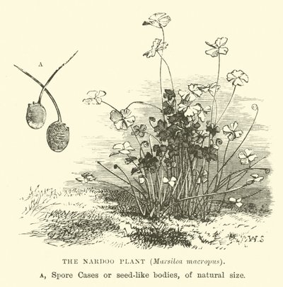 La pianta di Nardoo, Marsilea macropus da English School
