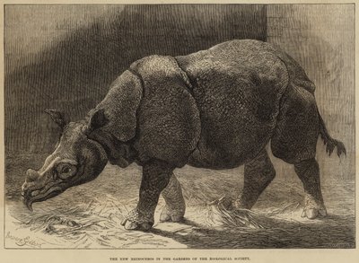 Il nuovo rinoceronte nei giardini della Società Zoologica (incisione) da English School