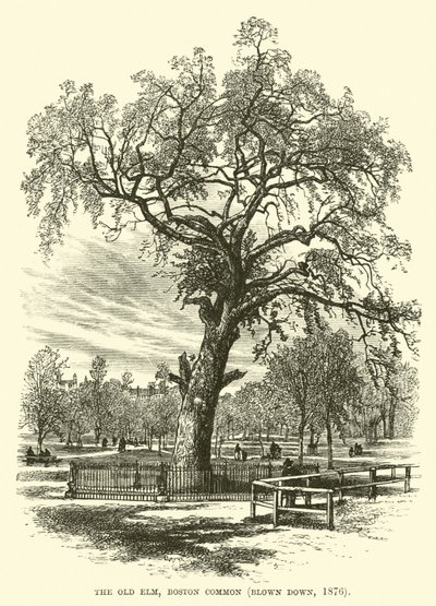 Il Vecchio Olmo, Boston Common, abbattuto nel 1876 da English School