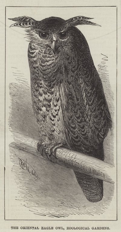Il Gufo Reale Orientale, Giardini Zoologici da English School