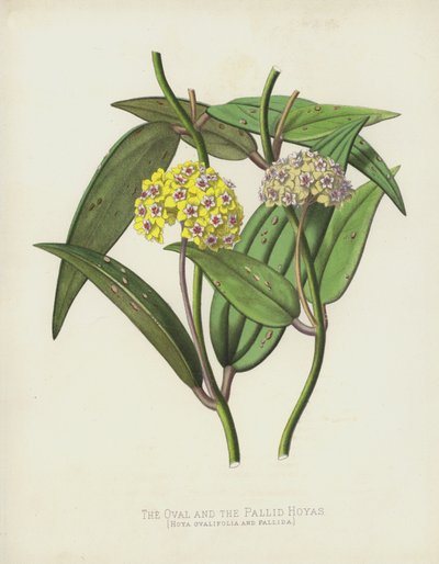 Hoya Ovalifolia e Pallida da English School