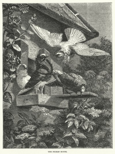 La colombaia da English School