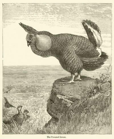 Il Gallinaccio Pinnato da English School