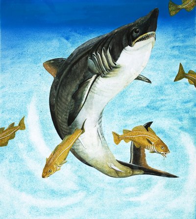 Il Porbeagle, un tipo di squalo da English School