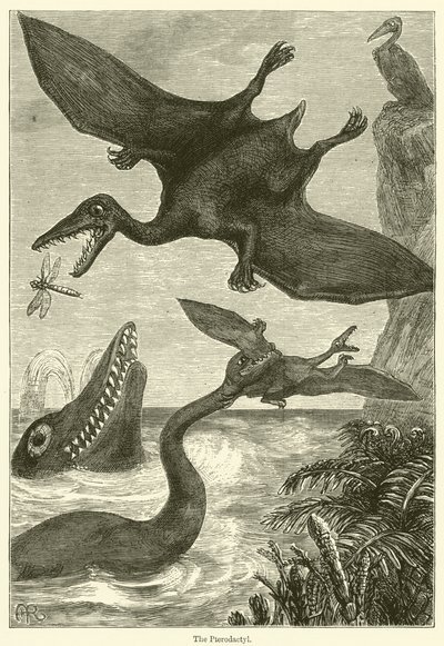 Il pterodattilo da English School