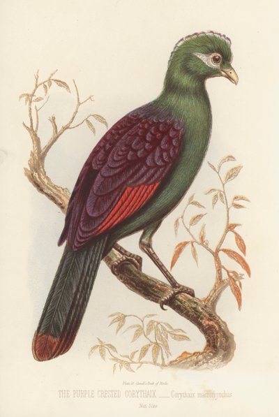 Corythaix Crestata Viola, Corythaix Macrorhynchus da English School