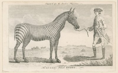 La Zebra Femmina della Regina da English School