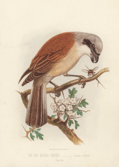 Il lanario dorsorosso, Lanius Collurio da English School