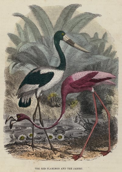 Il fenicottero rosso e il jabiru (incisione colorata) da English School