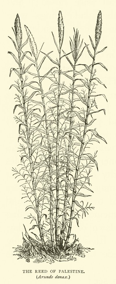 Canna di Palestina, Arundo donax da English School