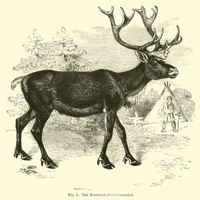 La renna, Cervus tarandus da English School