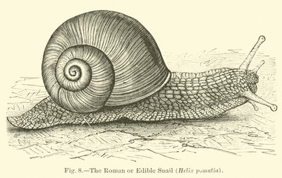 La lumaca romana o commestibile (Helix pomatia) da English School