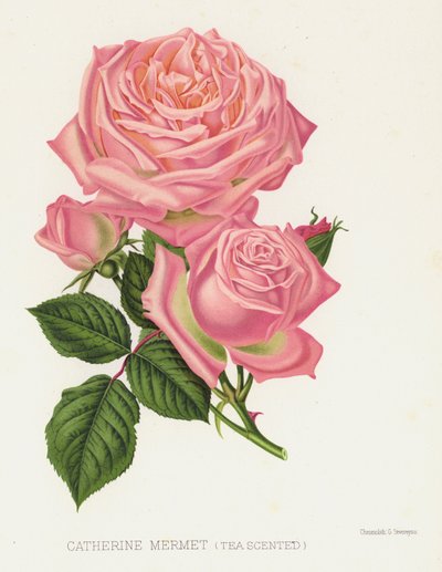 Il Giardino delle Rose: Catherine Mermet, Profumata di Tè da English School
