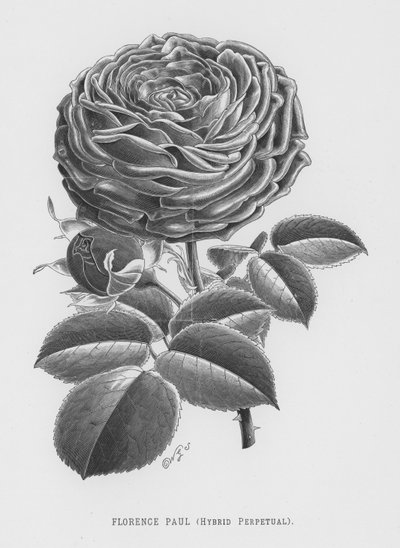 Il giardino delle rose: Florence Paul, Ibrido Perpetuo (incisione) da English School