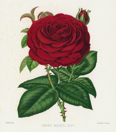 Il Giardino delle Rose: Gran Mogol da English School