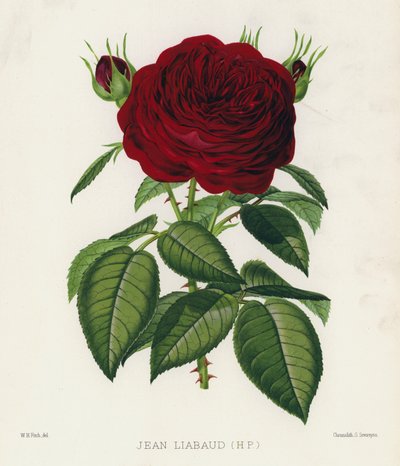 Il Giardino delle Rose: Jean Liabaud, HP da English School