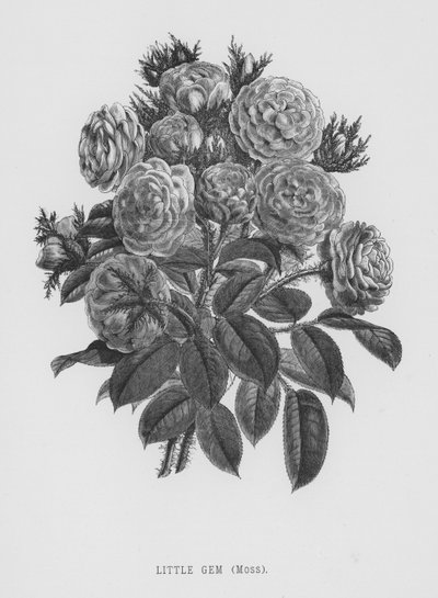 Il giardino delle rose: Piccolo Gioiello, Muschio (incisione) da English School