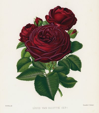 Il Giardino delle Rose: Louis Van Houtte, HP da English School
