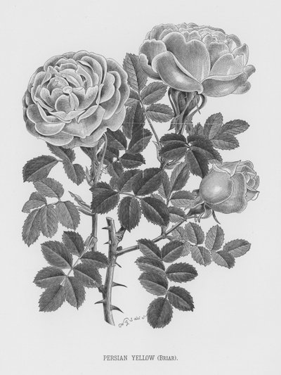 Il giardino delle rose: Giallo Persiano, Rosa Canina (incisione) da English School